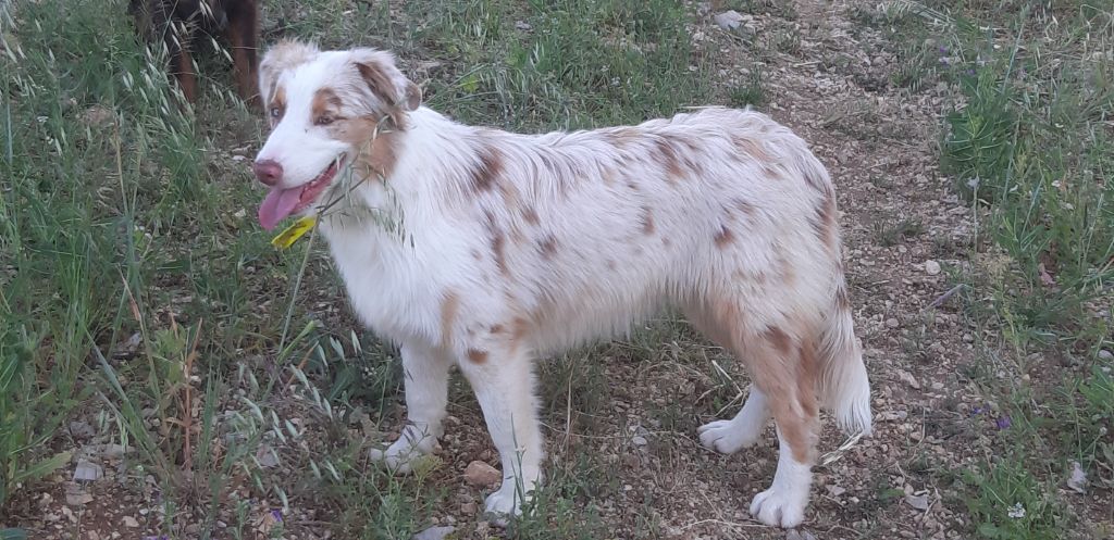 Olly Du Vent Occitan