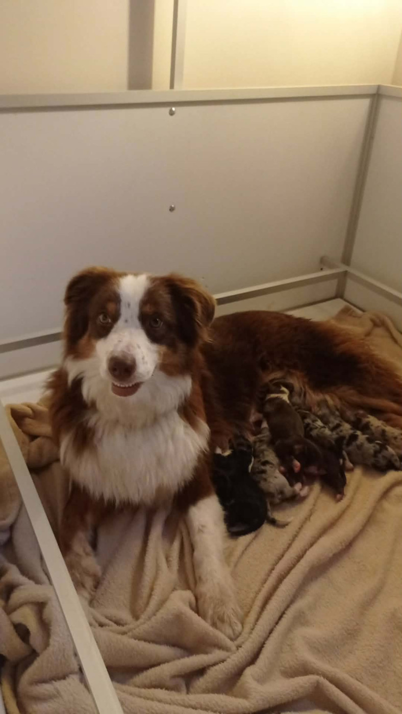 Chiot Berger Australien De La Combe De Mêle