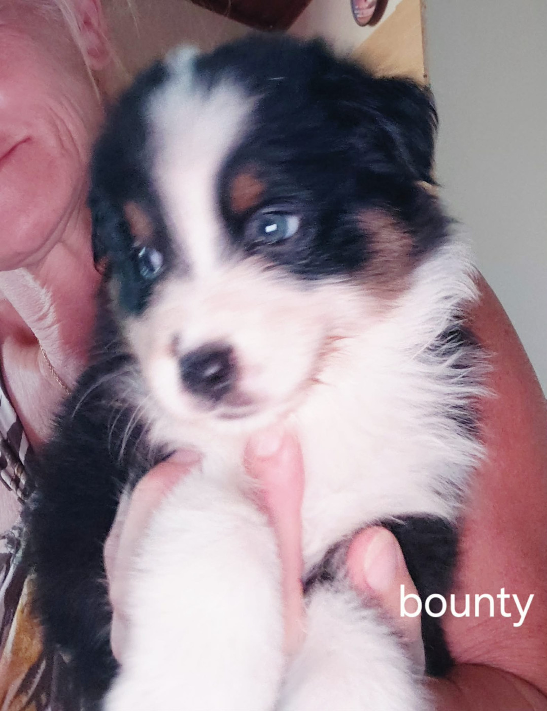 De La Combe De Mêle - Chiots disponibles - Berger Australien