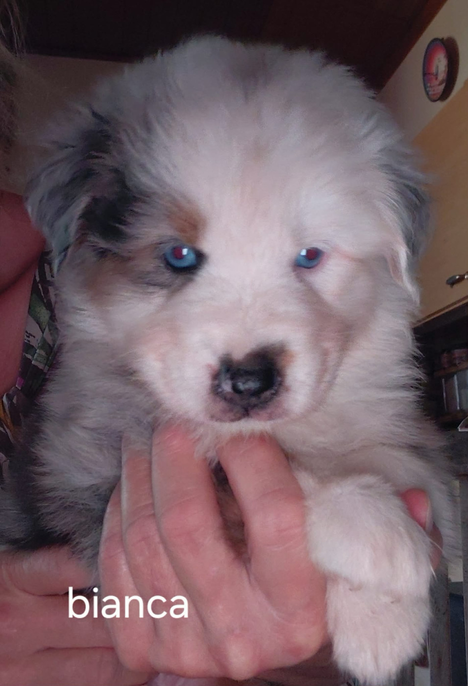 De La Combe De Mêle - Chiots disponibles - Berger Australien