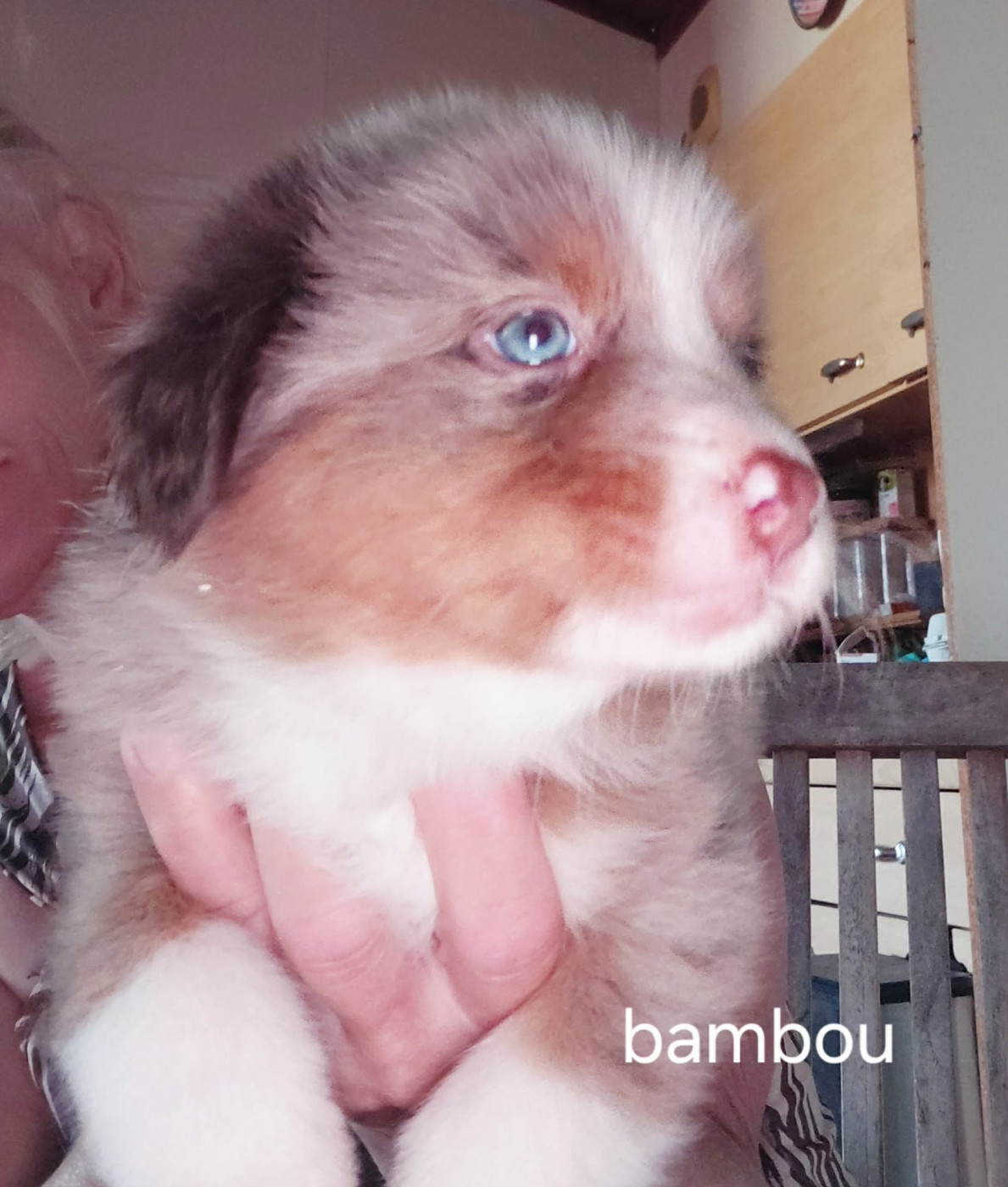 De La Combe De Mêle - Chiots disponibles - Berger Australien