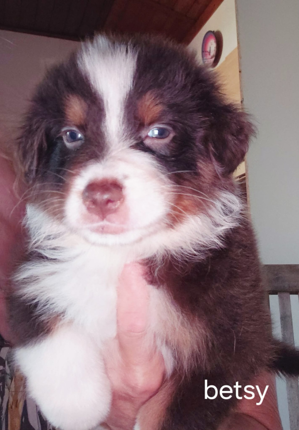 De La Combe De Mêle - Chiots disponibles - Berger Australien