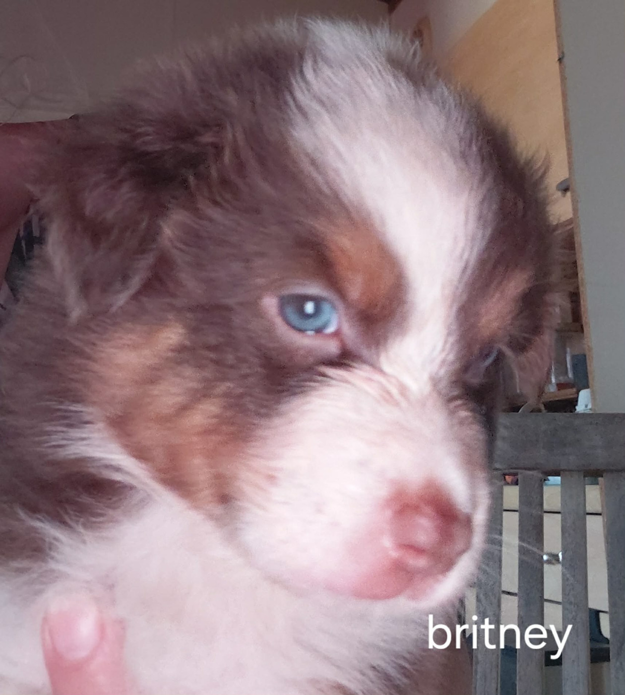 De La Combe De Mêle - Chiots disponibles - Berger Australien