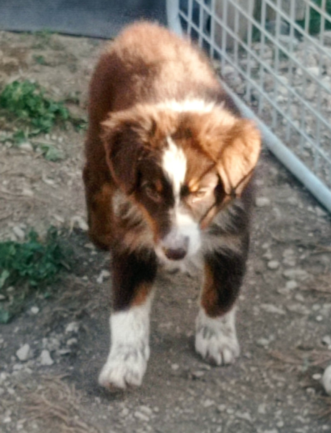 De La Combe De Mêle - Chiots disponibles - Berger Australien