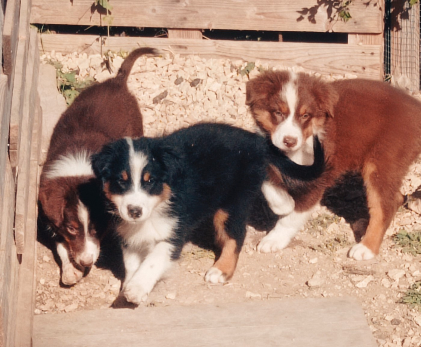 De La Combe De Mêle - Chiots disponibles - Berger Australien