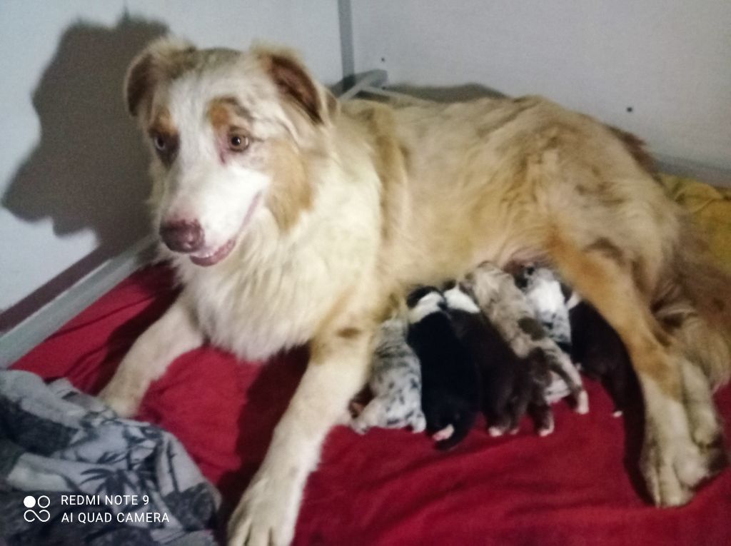 Chiot Berger Australien De La Combe De Mêle